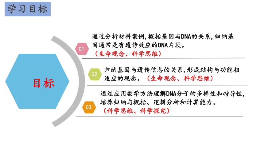 3.4基因通常是具有遗传效应的DNA片段(共31张PPT)课件