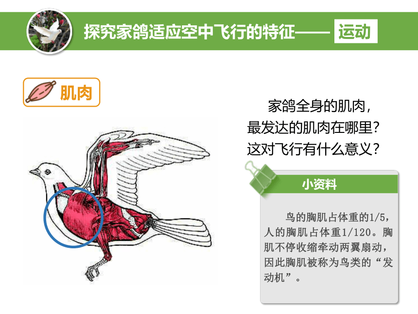 12.1鸟类课件 (共35张PPT)2022-2023学年苏科版生物七年级下册