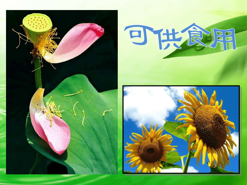 人美版（北京）  四年级下册美术课件 第12课  我们身边的植物 （223张PPT）