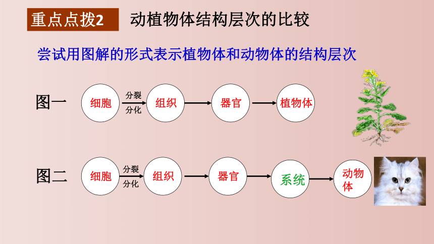 第二单元 生物体的结构层次 复习课件(共26张PPT) 2021--2022学年人教版生物七年级上册