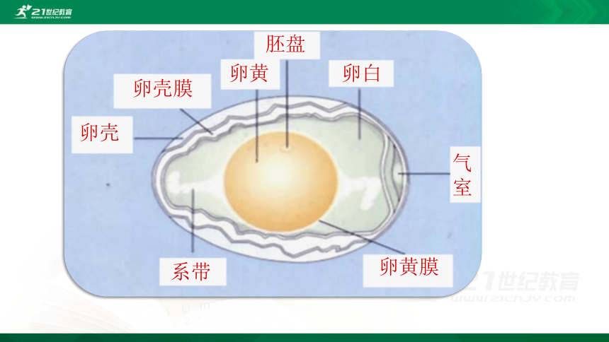 7.1.4 鸟的生殖和发育课件（共34张PPT）