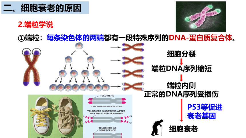 生物人教版（2019）必修1 6.3细胞的衰老和死亡  课件 （共41张ppt）