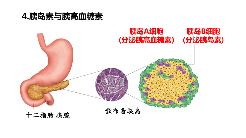 高中生物人教版(2019)选择性必修1 3.2激素调节的过程（共45张ppt）