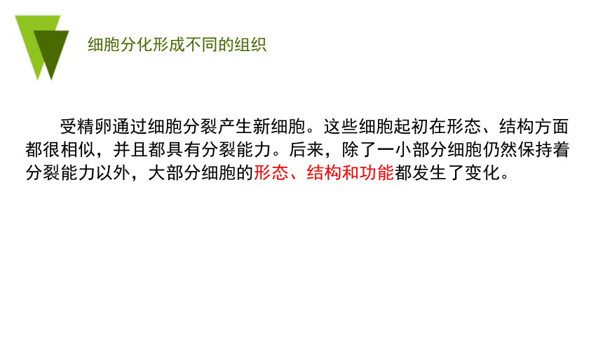 2022-2023学年七年级上册生物第二单元第二章第二节 动物体的结构层次-同步备课精制课件(共21张PPT)