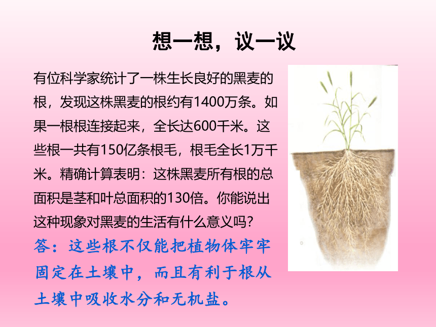 人教版七年级生物上册 3.2.2植株的生长课件(共38张PPT)