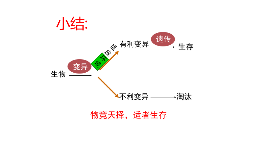 7.3.3 生物进化的原因课件(共76张PPT)