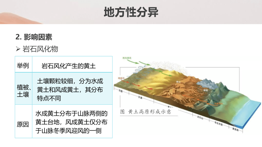 第二节课时3 地方性分异规律课件（共39张PPT）