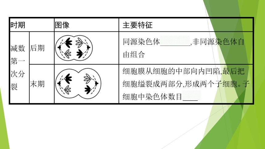 ３．２减数分裂与配子形成课件(共64张PPT)