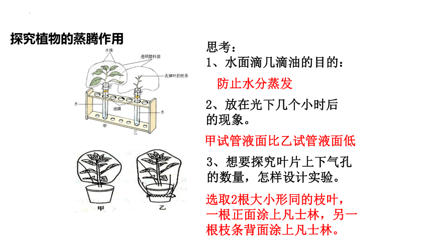 3.3  绿色植物与生物圈的水循环  复习课件(共30张PPT)2022-2023学年人教版生物七年级上册