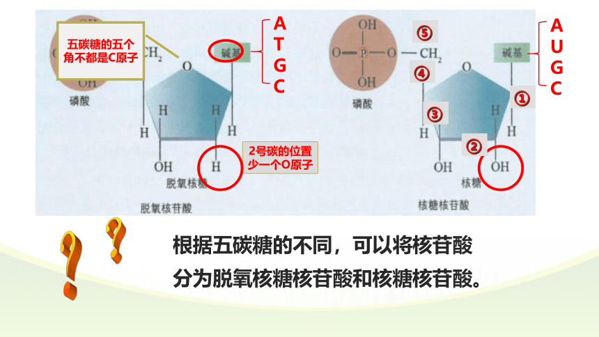 2021-2022学年高一上学期生物人教版必修一2.5核酸是遗传信息的携带者课件（共36张PPT）