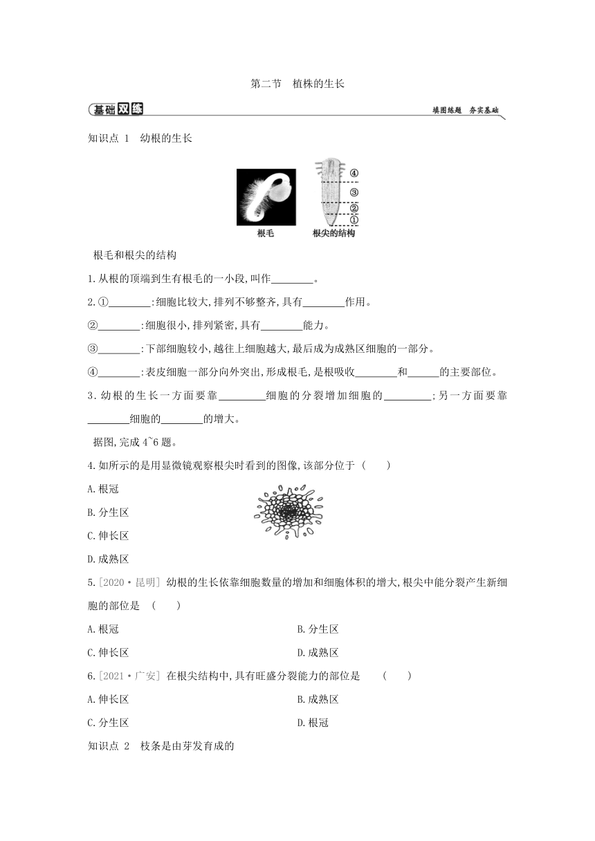 人教版生物学七年级上册同步练习：3.2.2　植株的生长(word版含答案）