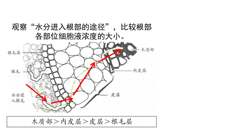 4.3植物的跟与物质吸收 第2课时(课件 21张PPT)