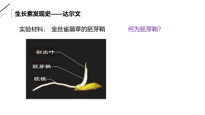 高中生物人教版必修3-3.1 植物生长素的发现 课件（共33张PPT）