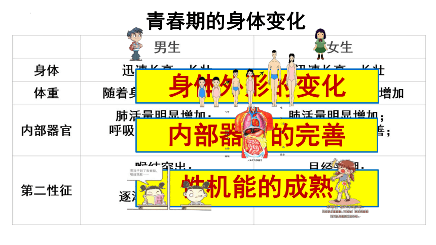 1.1悄悄变化的我 课件(共22张PPT)+内嵌视频-2023-2024学年统编版道德与法治七年级下册