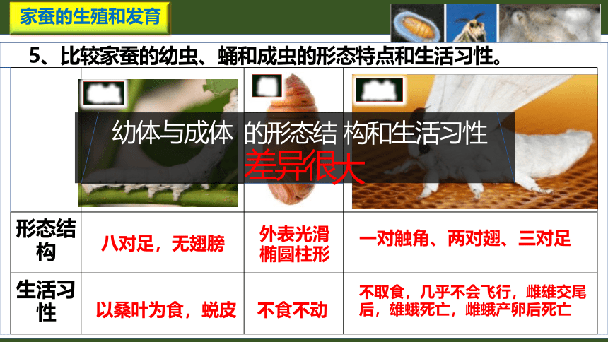 7.1.2 昆虫的生殖和发育课件(共21张PPT)人教版八年级生物学下册