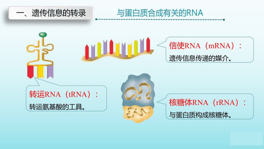 苏教版（2019）高中生物 必修二  2.3.1 DNA分子通过RNA指导蛋白质的合成 课件（共34张PPT）