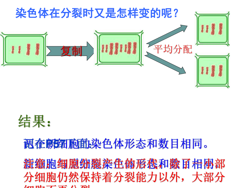 2021-2022学年人教版七年级生物上册第二单元第二章细胞怎样构成生物体复习课件(共46张PPT)