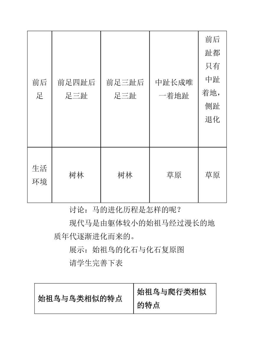 苏教版初中生物八年级上册  5.16.2 生物的进化历程 教案