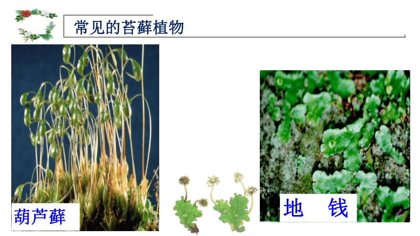 3.1.1藻类、苔癣和蕨类植物  课件(共20张PPT)2022-2023学年人教版生物七年级上册
