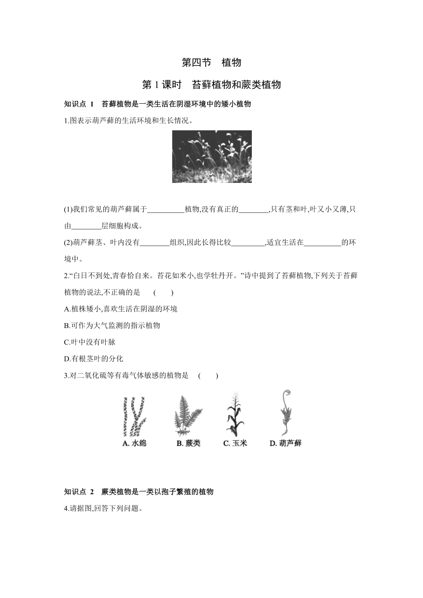 北京版生物八年级下册同步练习：13.4　第1课时　苔藓植物和蕨类植物（含答案）