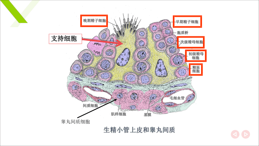 6.1.1雄性生殖器官 睾丸和附睾 课件(共20张PPT)《畜禽解剖生理（第四版）》同步教学(高教版)