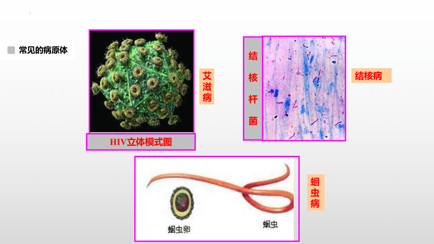 8.1.1传染病及其预防课件(共21张PPT)2022-2023学年人教版生物八年级下册