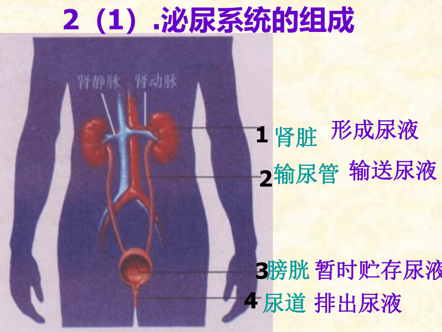 人教版初中生物七年级下册第四单元第五章  人体内废物的排出  课件（37张PPT）