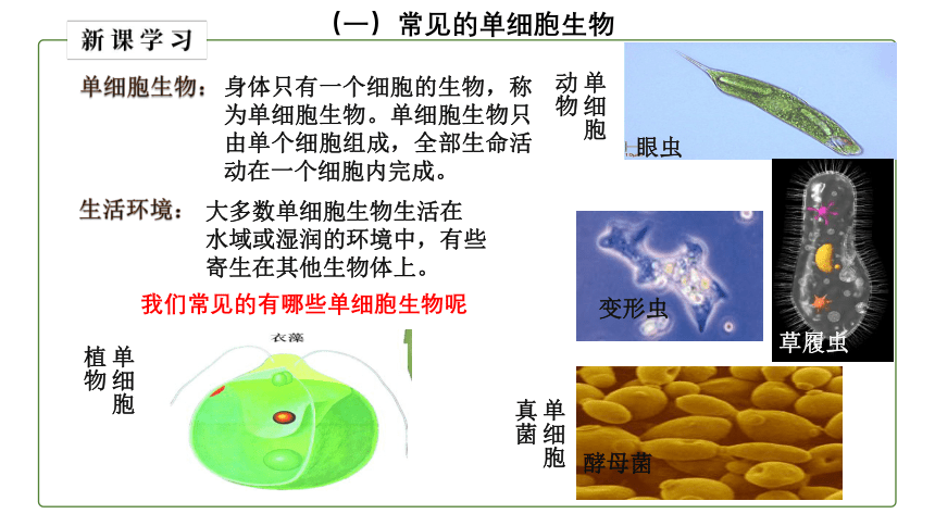 （人教版）初中生物七年级上册同步教学2.2.4 单细胞生物 课件(共24张PPT)