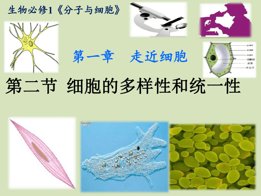 2020-2021学年高一上学期生物人教版必修一1.2细胞的多样性和统一性（第1课时）课件（31张ppt）