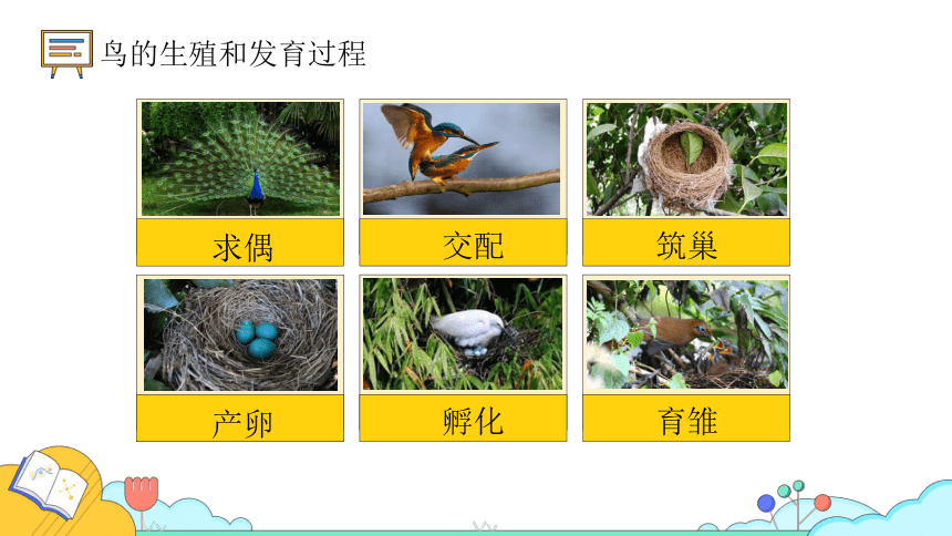 7.1.4鸟的生殖和发育课件(共28张PPT)