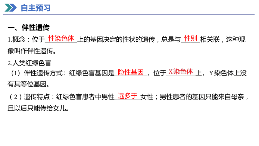 2.3 伴性遗传 课件(共40张PPT) 2023-2024学年高一生物人教版（2019）必修第二册