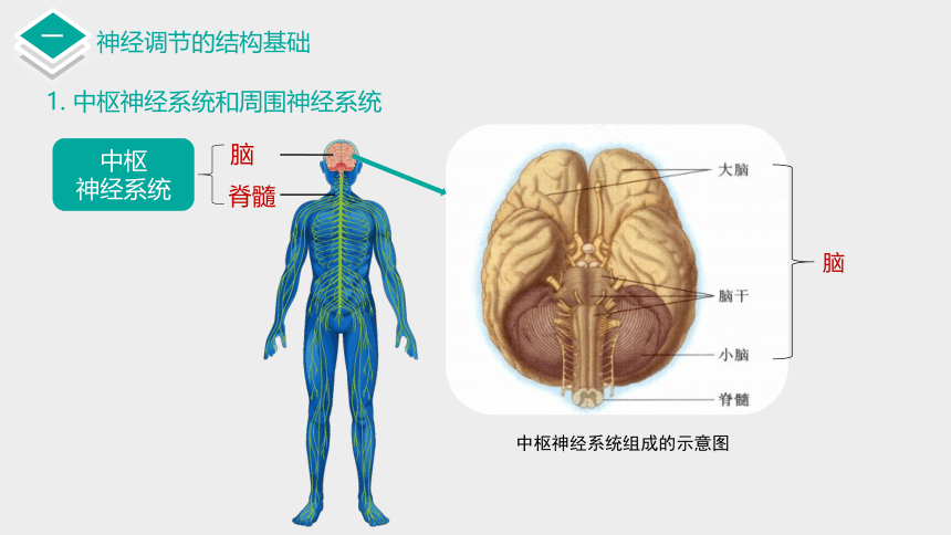 苏教版（2019）选择性必修一  神经系统的组成  (共36张PPT)