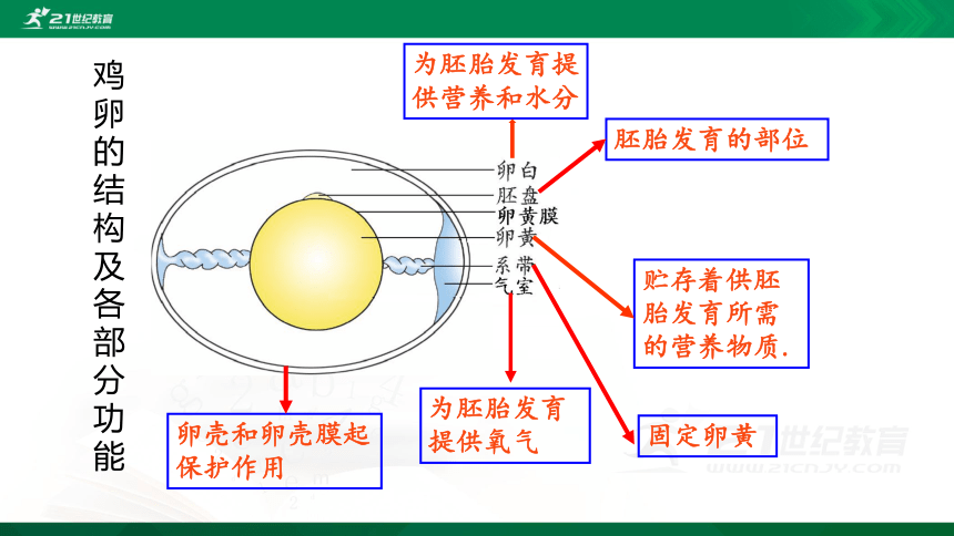 7.1.4 鸟的生殖和发育课件（共34张PPT）