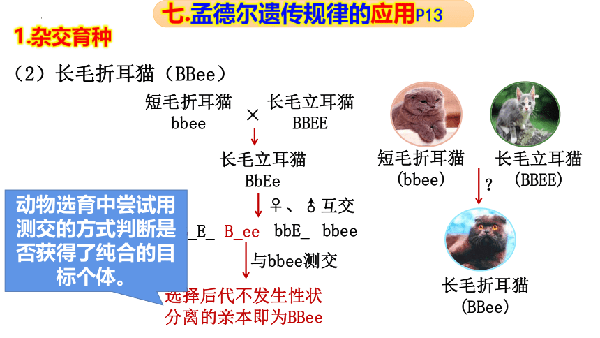 1.2孟德尔的豌豆杂交实验（二）第2课时课件（20张ppt）2022-2023学年高一下学期生物人教版（2019）必修2