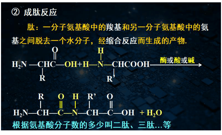 4.2蛋白质课件2021-2022学年高二下学期化学人教版（2019）选择性必修3（20张ppt）