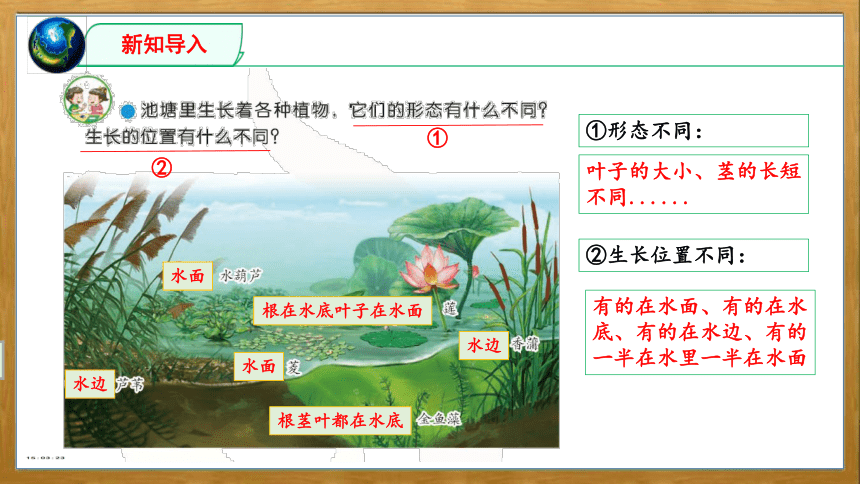 苏教版（2017秋）科学 三年级下册 2.7 水里的植物（课件23张PPT+视频）