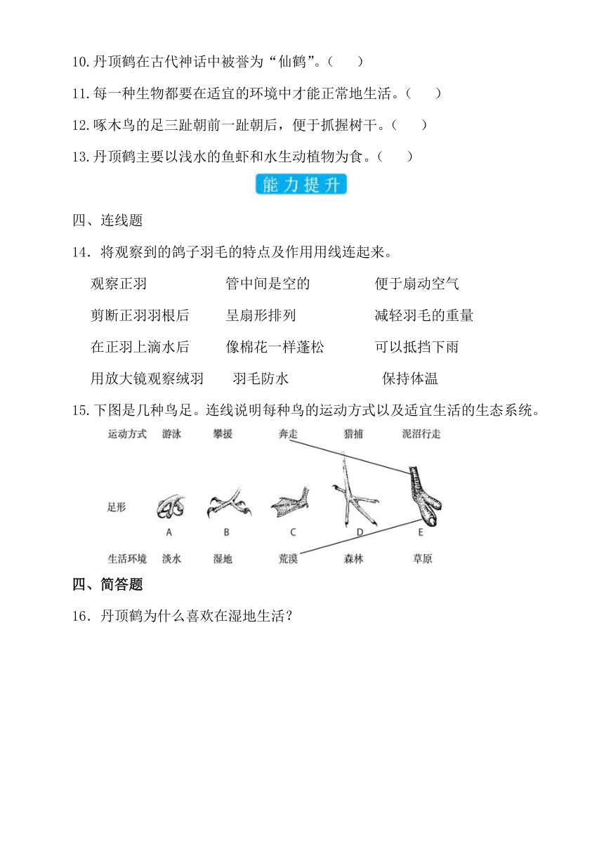 2023-2024学年科学六年级下册（粤教粤科版）第13课丹顶鹤生活在哪里 同步分层作业（含答案）