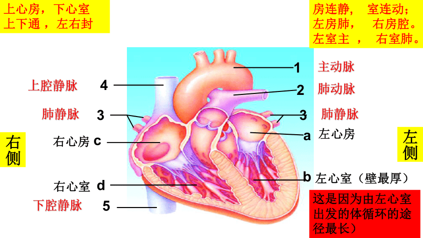 2022-2023学年鲁科版生物七年级上册 4.4.3+物质运输的途径课件(共17张PPT)