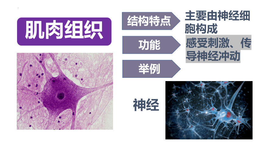 2.2.2动物体的结构层次课件(共23张PPT)2022--2023学年人教版七年级生物上册