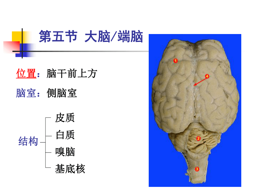 11.神经系统-5  课件(共47张PPT) - 《畜禽解剖生理学》同步教学（高教版）