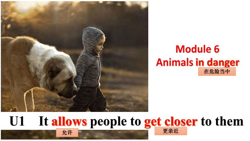 Module 6 Animals in danger. Unit 1 It allows people to get closer to them .课件40张