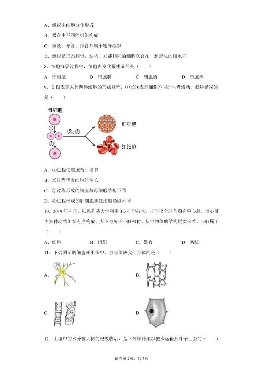 2.3 生物体的结构层次 同步练习（含解析）