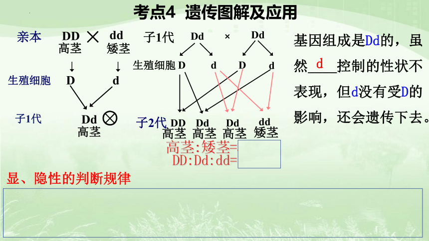 专题9  生物的遗传、变异和进化课件(共23张PPT)