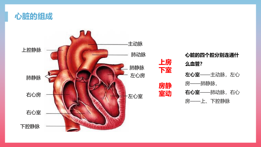 第三节 输送血液的泵──心脏 课件（23张PPT）