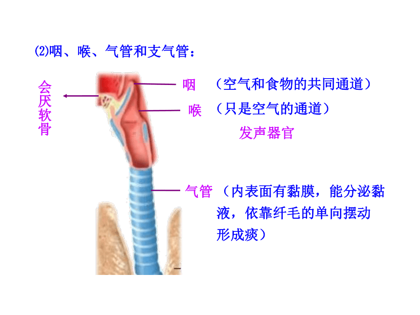 苏教版生物七年级下册 第十章 第三节  人体和外界环境的气体交换课件(共22张PPT)