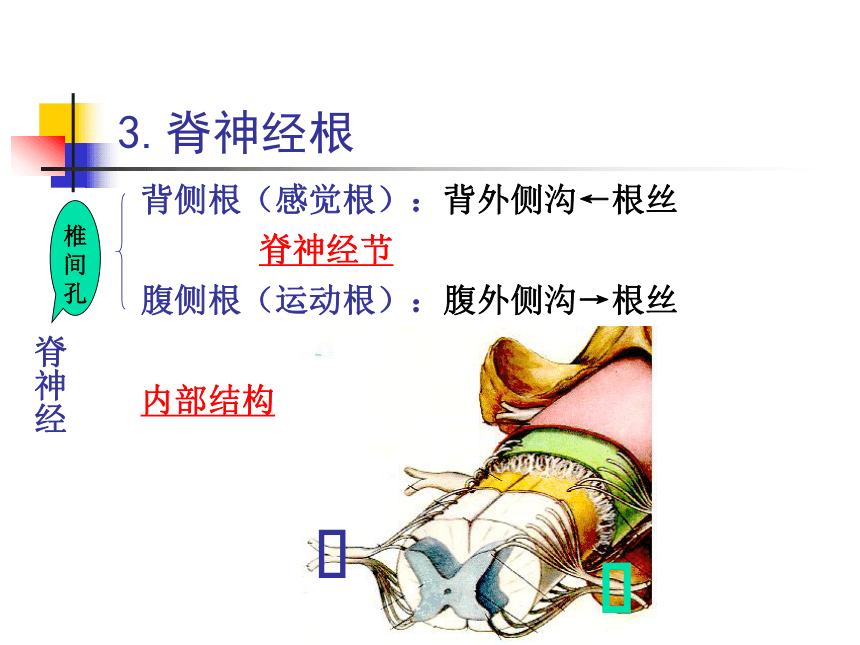 11.神经系统-2   课件(共30张PPT) - 《畜禽解剖生理学》同步教学（高教版）