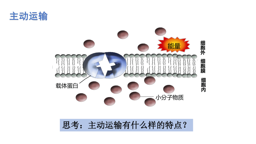 2021-2022学年高一上学期生物人教版必修一4.2.主动运输与胞吞、胞吐 课件（共28张PPT）