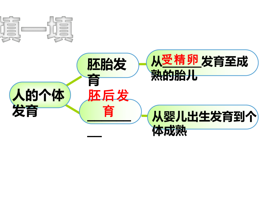 21.2 人的个体发育课件(共28张PPT)