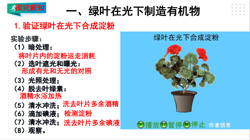 3.4 绿色植物是生物圈中有机物的制造者 课件（共19张PPT）
