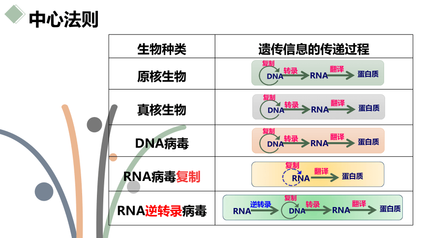 2020——2021学年高一下学期生物人教版必修2 4.2 基因对性状的控制  课件(共34张PPT)